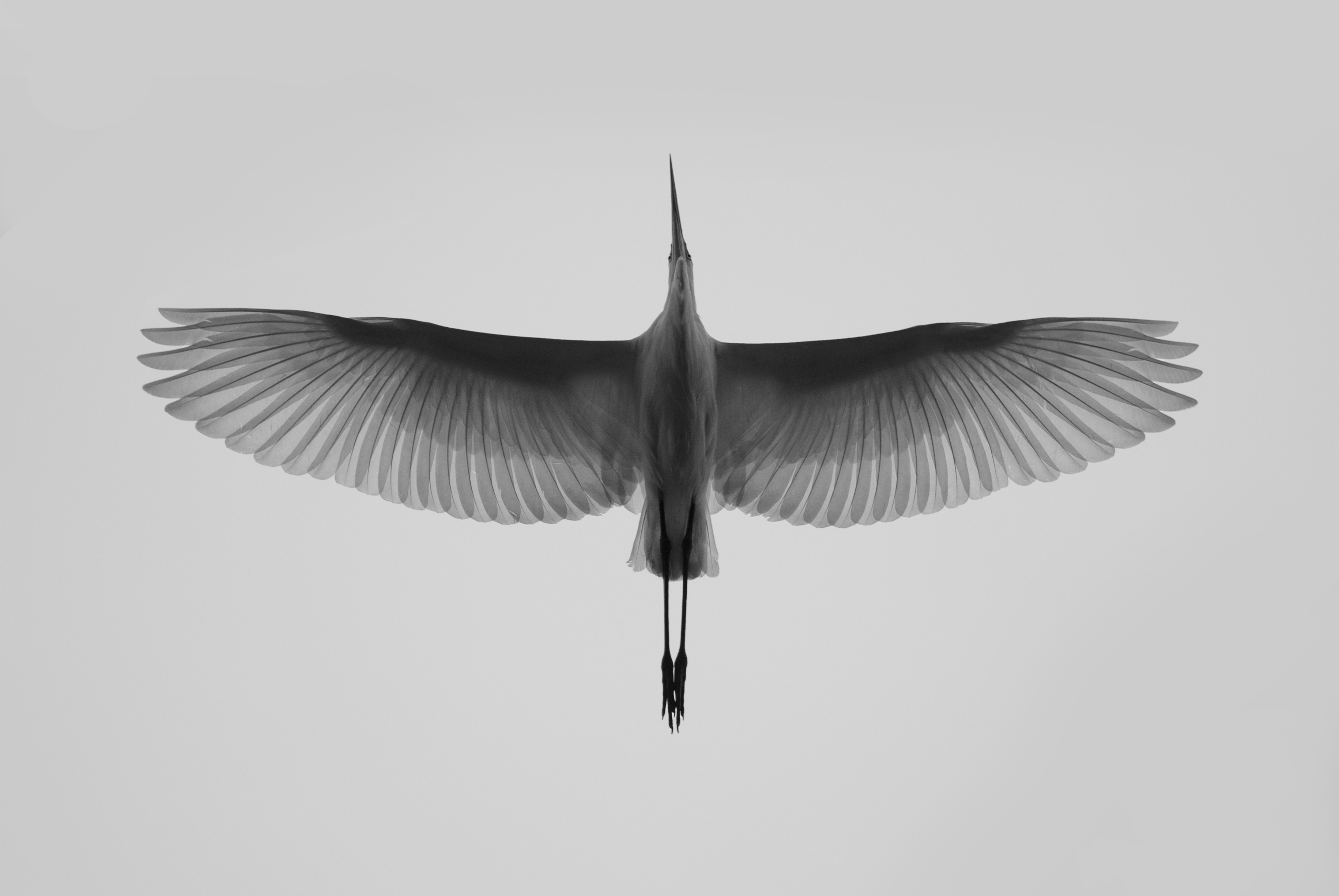 3.Димо Веселинов Шехларски_great egret.jpg